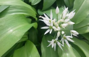 Wild_garlic_in_flower